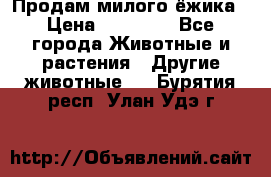 Продам милого ёжика › Цена ­ 10 000 - Все города Животные и растения » Другие животные   . Бурятия респ.,Улан-Удэ г.